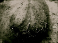   sand dollar  